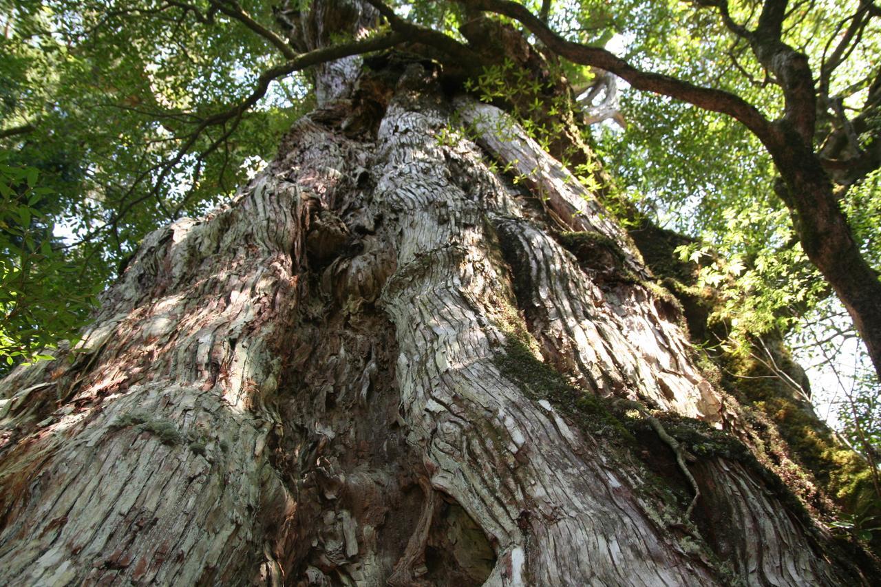 Yakunoyado Taguchi Yakushima (Kagoshima) Exterior foto